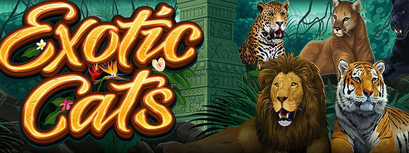 Exotic Cats